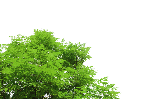 Grafik tasarımı veya duvar kağıdı için saydam arkaplanda yeşil yapraklar ve dallar izole edilmiş. Baskı için tropikal ilkbaharda doğal şablonlar. Fotoğraf posteri ya da tebrik kartı.