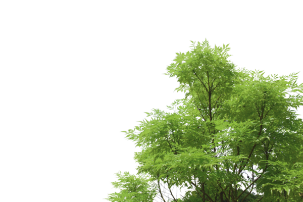 Grafik tasarımı veya duvar kağıdı için saydam arkaplanda yeşil yapraklar ve dallar izole edilmiş. Baskı için tropikal ilkbaharda doğal şablonlar. Fotoğraf posteri ya da tebrik kartı.