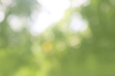 Yeşil doğa bokeh, soyut arka plan grafik tasarım veya duvar kağıtları için. Poster veya tebrik kartı yazdırma için doğal şablon.