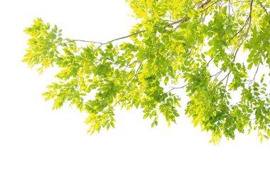 Grafik tasarımı veya duvar kağıdı için kırpma yolları olan yeşil yapraklar ve dallar beyaz arkaplanda izole edilmiştir. Baskı için tropikal ilkbaharda doğal şablonlar. Fotoğraf posteri ya da tebrik kartı.