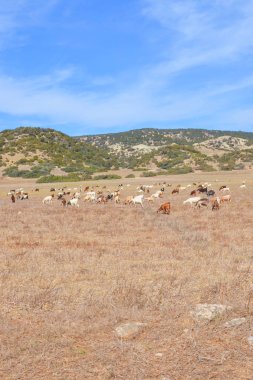 Uzak Karpas Yarımadası'nda otlayan keçiler, Kuzey Kıbrıs