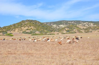 Karpas Yarımadası'nda sahada keçi sürüsi ile Coutryside manzara, Kıbrıs