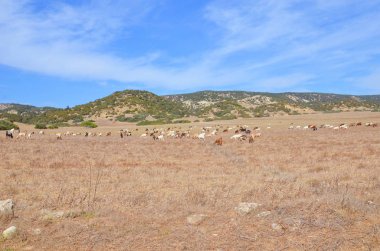 Keçi sürüsi ile güzel kuru Kıbrıs manzara.