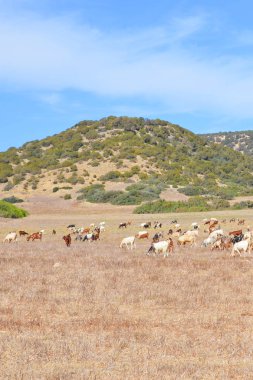 Kıbrıs'ta kuru tarlada otlayan keçi sürüsünün bulunduğu kırsal arazi