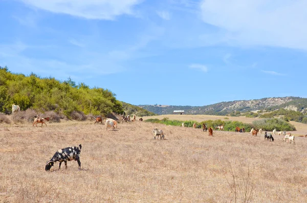 Rebanho de cabras pastando na bela paisagem da Península de Karpas cipriota — Fotografia de Stock