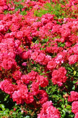 İlkbaharda alınan yeşil yaprakları ile vahşi pembe gül Amazing çalı. Gül, en popüler çiçeklerden biri, rosaceae familyasından Rosa cinsinin odunsu çok yıllık çiçekli bitkisidir.