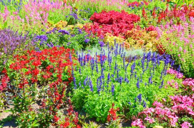 Bahar mevsiminde alınan baskın kırmızı, pembe ve mor renklerle rengarenk güzel çiçekler. Bu muhteşem çiçek yatağında birçok farklı tür bulabiliriz.