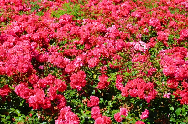 Güneşli bir yaz gününde alınan yeşil yaprakları ile vahşi pembe gül güzel çalı. Gül, Rosaceae familyasından Rosaceae cinsinin odunsu çok yıllık çiçekli bitkisidir. Çiçek hediyesi olarak kullanılır