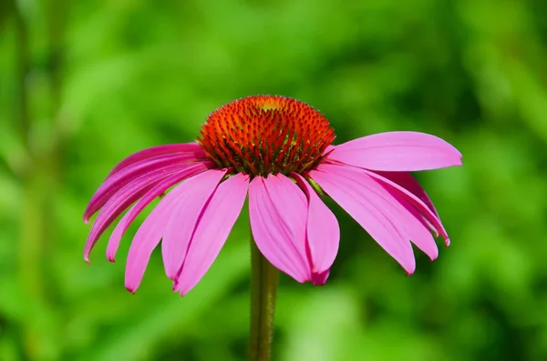 stock image Beautiful purple coneflower, or Echinacea purpurea, close up with blurred green background. The wonderful flower has bright purple leaves and spiny red center