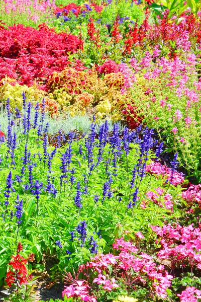 Oszałamiające łóżko kwiatów z wielu różnych gatunków podjętych w sezonie wiosennym. Piękne kwiaty mają jaskrawoczerwone, różowe, fioletowe lub żółte kolory — Zdjęcie stockowe