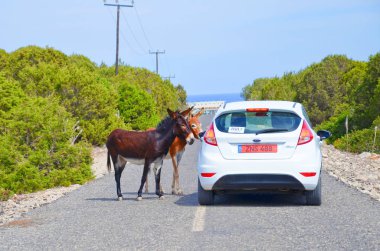 Karpaz Yarımadası, KKTC - 3 Ekim 2018: Turistlerin yanında kırsal yolda duran iki sevimli eşek. Yabani eşekler yerel cazibe vardır. Güneşli bir yaz gününde alınan