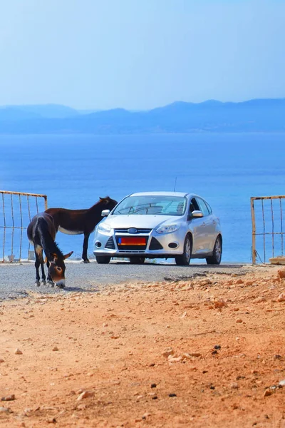 Karpas-félsziget, Észak-Ciprus-október 3, 2018: vad szamarak állva az úton — Stock Fotó