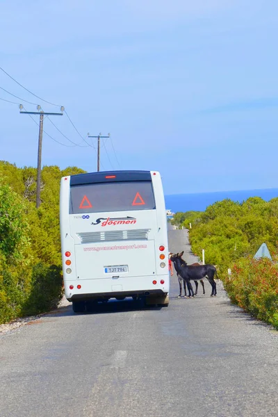 카르파스 반도, 터키 북부 키프로스 - 10 월 3 일 2018 : 관광 버스로 도로에 서있는 두 야생 당나귀. 관광객은 만지고 동물을 먹일 수 있습니다. 당나귀는 지역 명소입니다 — 스톡 사진