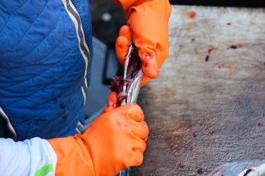 Turuncu eldivenler içinde küçük bir balık bağırsakları gutting adam elleri fotoğraf kadar yakın. Sicilya Catania, İtalya açık balık pazarında balık işleme