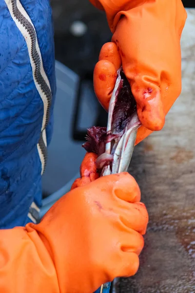 Pescadores mãos em luvas de laranja puxando as ovas e tripas de um pequeno peixe. A evisceração é uma parte necessária do processamento de peixe. Fotografado no mercado de peixe siciliano em Catania, Itália — Fotografia de Stock