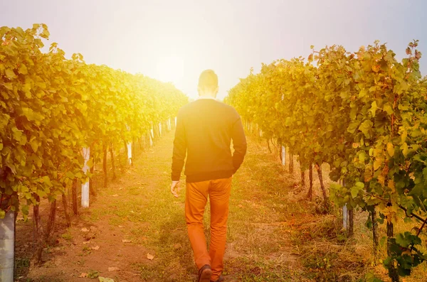 Silhouette d'un jeune homme bien habillé, marchant dans les rangées de vignes à la lumière du soleil. Lumière du coucher du soleil. Concept abstrait, image métaphorique — Photo