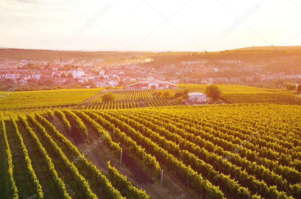 Amazing orange sunset over vineyard landscape in rural Southern Moravia, Czech Republic. The picturesque village Velke Pavlovice is a popular tourist destination in Czechia