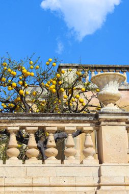 Syracuse, Sicilya, İtalya Piazza Duomo Meydanı'nda ortaçağ balkonunda olgun limon ile Ağaç. Ana tarihi meydan ünlü Ortygia Adası'nda yer almaktadır. Popüler turistik yer