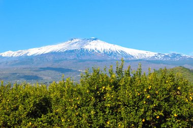 Bitişik alanlarda olgun sarı limon ile Etna Dağı ve limon ağaçlarının amazing görünümü. Etna yanardağı Sicilya, İtalya bulunmaktadır. Dağın tepesinde kar var. Mavi gökyüzü, güneşli bir gün