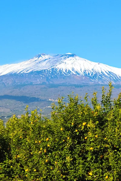 Vacker bild av vulkanen Etna fångas med citronträd med mogna gula citroner. Blå himmel, solig dag, snö på toppen av berget. Sicilianskt koncept, landskap i Italien — Stockfoto