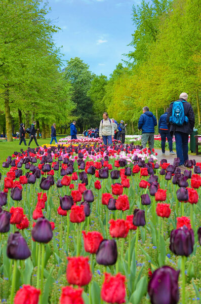 Keukenhof, Lisse, Netherlands - Apr 28th 2019: Amazing red and dark violet tulip flowers in famous Keukenhof park, Holland. Visitors in the background. Popular Dutch tourist spot