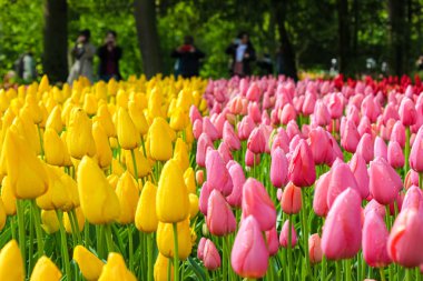 Arka planda bulanık insanlar ile sarı ve pembe lale güzel detay. Lale çiçekleri Hollanda'nın önemli turistik ve Hollanda sembolü vardır. Hollanda kavramı. Bahçeler, park