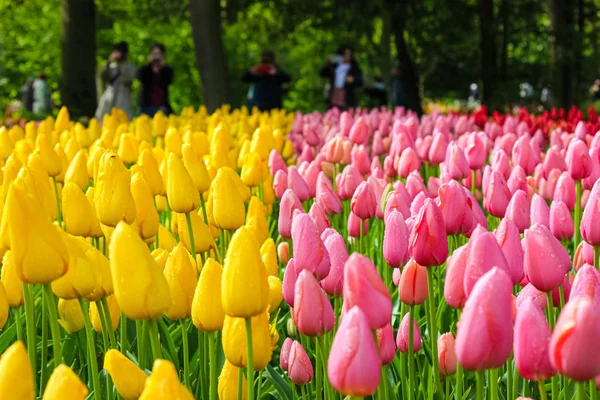 Beau détail de tulipes jaunes et roses avec des gens flous en arrière-plan. Les fleurs de tulipes sont une attraction touristique néerlandaise majeure et le symbole de la Hollande. Pays-Bas concept. Jardins, parc — Photo