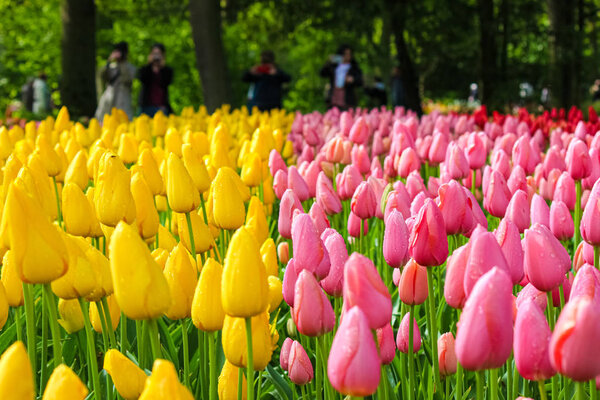 Beautiful detail of yellow and pink tulips with blurred people in background. Tulip flowers are major Dutch tourist attraction and symbol of Holland. Netherlands concept. Gardens, park