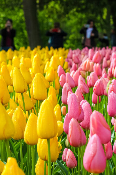 Close up picture of pink and yellow tulip flowers with blurred tourists in background. Tulips are popular tourist attraction in Holland and symbol of the country. Concept Netherlands. Parks, garden
