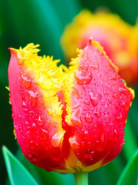Ehrfürchtige Detail der roten gelben Tulpe Blume mit Regentropfen auf Blütenblättern. verschwommener grüner Hintergrund. typische Blumen für die Niederlande. Makroblumen, Makronatur. Erstaunliche Natur — Stockfoto
