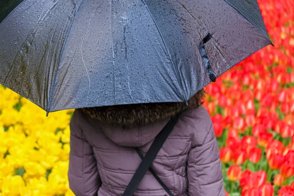 Junge Frau versteckt sich unter einem grauen Regenschirm. verschwommene Felder mit bunten roten und gelben Tulpen im Hintergrund. Hollandtulpen. Reisen. Niederländischer Regen. Regentropfen auf Regenschirm — Stockfoto