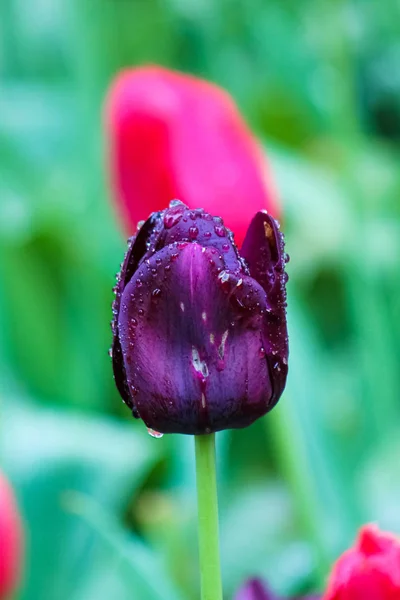 Black tulip close up. The flower is affected by disease. Fungal, mycelial, botrytis, mold, viruses. Threat for tulips. Discolored spots. Raindrops on petals. Morning dew drops — Stock Image Black tulip close up. The flower is affected by disease. Fungal, mycelial, botrytis, mold, viruses. Threat for tulips. Discolored spots. Raindrops on petals. Morning dew drops Stock Photo