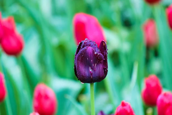 Black tulip detail. The tulip was affected by flower disease. Fungi, fungal, botrytis, mycelial diseases. Dark purple flowers. Holland tulips. Netherlands, Dutch flowers. Raindrops on petals — Stock Image Black tulip detail. The tulip was affected by flower disease. Fungi, fungal, botrytis, mycelial diseases. Dark purple flowers. Holland tulips. Netherlands, Dutch flowers. Raindrops on petals Royalty Free Stock Images
