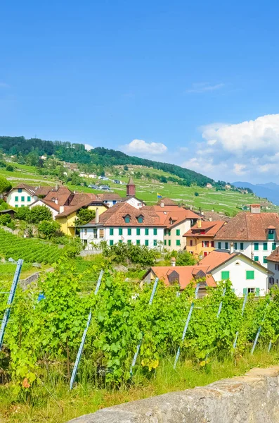 Beautiful village Rivaz in Lavaux wine region, Vaud, Switzerland. Village located by famous Geneva Lake. Swiss rural area, countryside. Amazing terraced vineyards on slopes. Nature, travel, Europe — Stock Photo, Image
