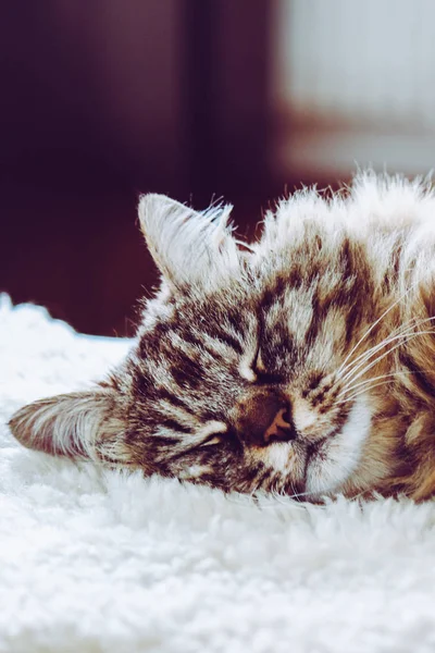 Adorable sleeping cat. Grey kitty takes a nap. Animal sleep, animal nap. Cute animals. The Persian cat is lying on white fluffy blanket. Cuteness, innocence concept. Soft, white light