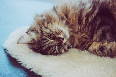 Sevimli uyuyan kedi. Gri kedicik biraz kestirir. Kedi beyaz kabarık battaniyenin üzerinde yatıyor. Şirinlik, masumiyet kavramı. Hayvan uykusu, hayvan uykusu. Sevimli hayvanlar. Müthiş evcil hayvanlar