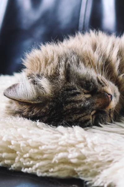 Tabby grey cat sleeping. Beautiful cat lying, taking a nap on white fluffy blanket. Cuteness, innocence concept. Tired animal. Animals sleep