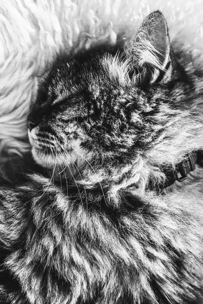 Black and white picture of sleeping tabby cat on white fluffy blanket. Black cat collar around neck. Persian cats. Taking a nap, animal sleep. Black and white photography