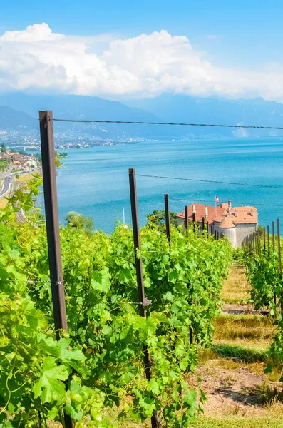 Foto verticale di splendidi vigneti verdi sulle colline vicino al Lago di Ginevra, Svizzera. Regione vinicola di Lavaux, patrimonio dell'UNESCO. Svizzera estate. Paesaggi svizzeri. Luogo turistico popolare — Foto Stock