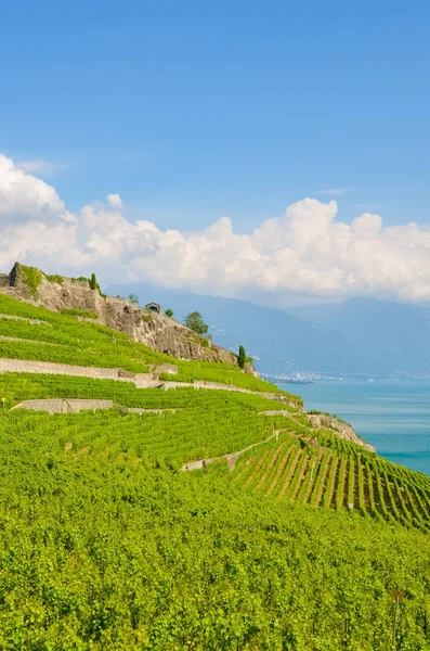 Fotografia vertical de vinhas em terraços verdes na pitoresca aldeia Rivaz, na região vinícola de Lavaux, Suíça. Vinhedo na encosta perto do Lago de Genebra. Verão suíço. Bela paisagem. Ponto turístico — Fotografia de Stock