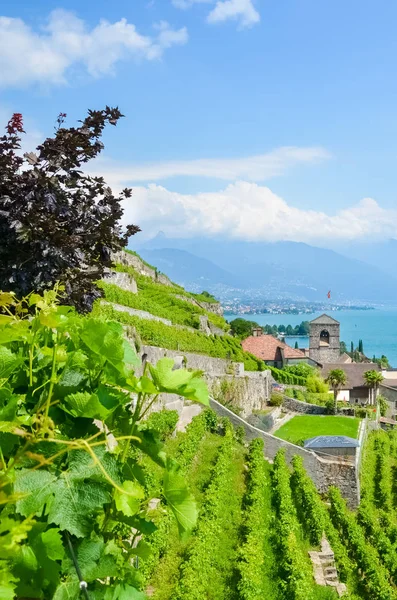 Fotografia vertical de vinhas em terraços nas encostas do Lago de Genebra, na região vinícola de Lavaux, Suíça. Suíça paisagem de verão. Património da UNESCO. Vila de St. Saphorin em segundo plano. Lugares turísticos — Fotografia de Stock