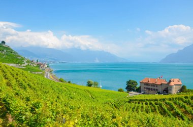 İsviçre'nin Cenevre Gölü'nün yamaçlarında teraslı üzüm bağlarının muhteşem manzarası. Ünlü Lavaux şarap bölgesi, Unesco Mirası. Turkuaz göl. Tepede yeşil üzüm bağı. İsviçre yazı. İsviçre manzaraları