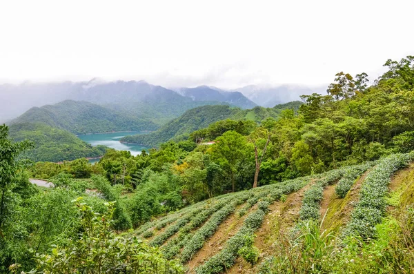 Tea ültetvények lejtőin Thousand Island-tó körül trópusi fák és erdők, Tajvan, Ázsia. Moody táj, ködös időjárás. Tajvani természetű. Úticél. Oolong tea ültetvény — Stock Fotó