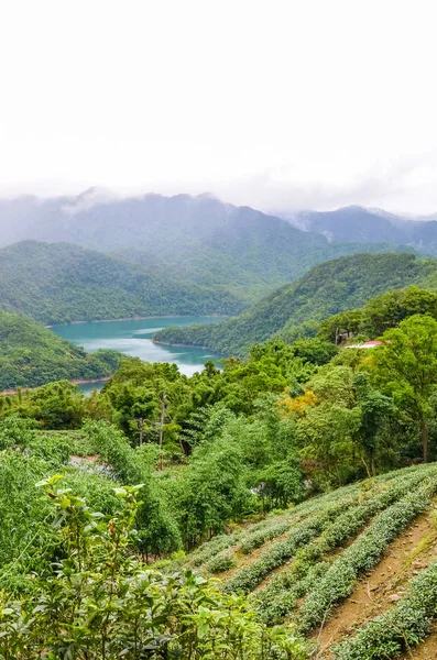 Függőleges kép tea ültetvény lejtőjén a Thousand Island-tó körül trópusi fák és erdők, Tajvan, Ázsia. Ködös táj, a szeszélyes időjárás. Tajvan természetét. Oolong tea ültetvények — Stock Fotó