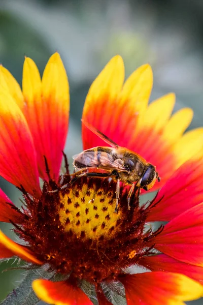 Vertical photo of a honey bee pollinating red and yellow flower. Pollinators. Collecting nectar, honey. Transfer of pollen enabling fertilisation and the production of seeds. Beautiful nature