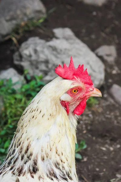 Vertical picture of beautiful white hen standing outside by the chicken house. Chicken, poultry. Farm animals. Fowl outdoors. Free range chickens. Chicken breeds