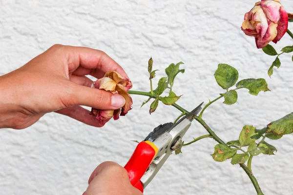 Kadın el budama güller Bahçe makas ile detay. Arka planda desen ile beyaz duvar. Kuru güller. Gül spot ile yaprakları. Bitki hastalıkları. Kesme. Bahçe