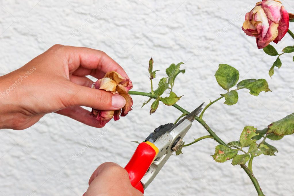 Detail of woman hands pruning roses with garden scissors. White wall with pattern in background. Dry roses. Rose leaves with spot. Plant diseases. Trimming. Gardening