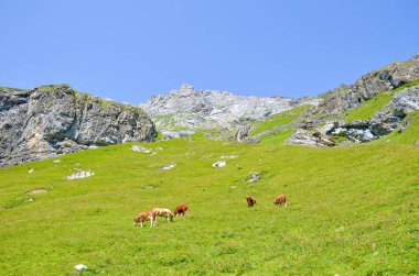 Alpler'deki otlakta sürüsi. Yaz sezonunda Alp manzara. Kayalar ve dağlarla çevrili tepelerdeki yeşil çayırlar. Sığırlar, çiftlik hayvanları