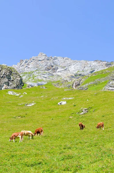 Photo verticale capturant un troupeau de vaches au pâturage dans les Alpes. Paysage alpin en saison estivale. Prairies verdoyantes sur les collines entourées de rochers et de montagnes. Bovins, animaux de ferme, vaches — Photo